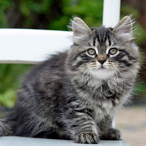Siberian Kittens For Sale Adoption by OnlyKittens.com
