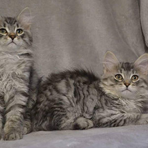 Siberian Kittens For Sale Adoption by OnlyKittens.com